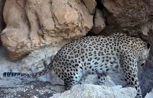  غرش‌های پلنگ ایرانی در کبیرکوه ایلام + ویدئو