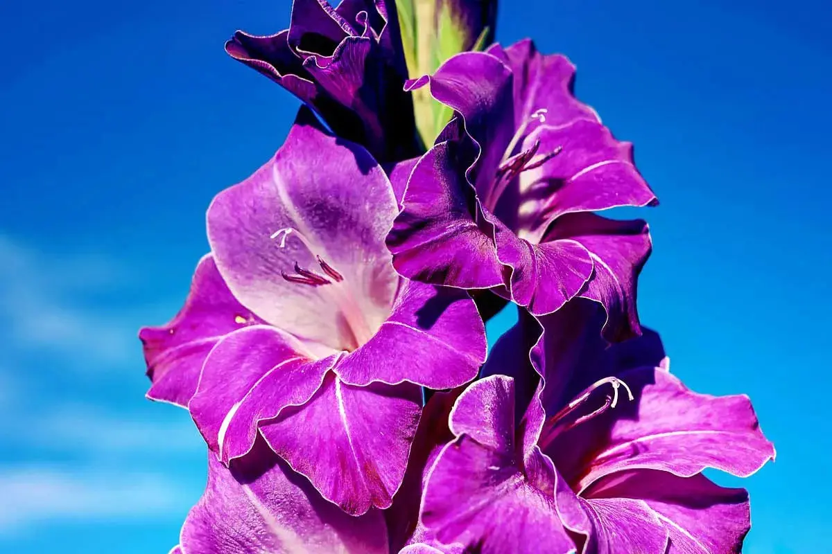 آموزش کامل کاشت و پرورش گل گلایل در منزل (+نکات نگهداری)