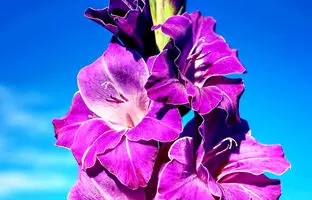 آموزش کامل کاشت و پرورش گل گلایل در منزل (+نکات نگهداری)