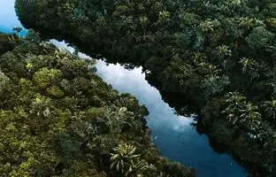 «خاک سیاه» آمازون چیست؟ / دفن آگاهانه ۴۵۰۰ تُن کربن در خاک!