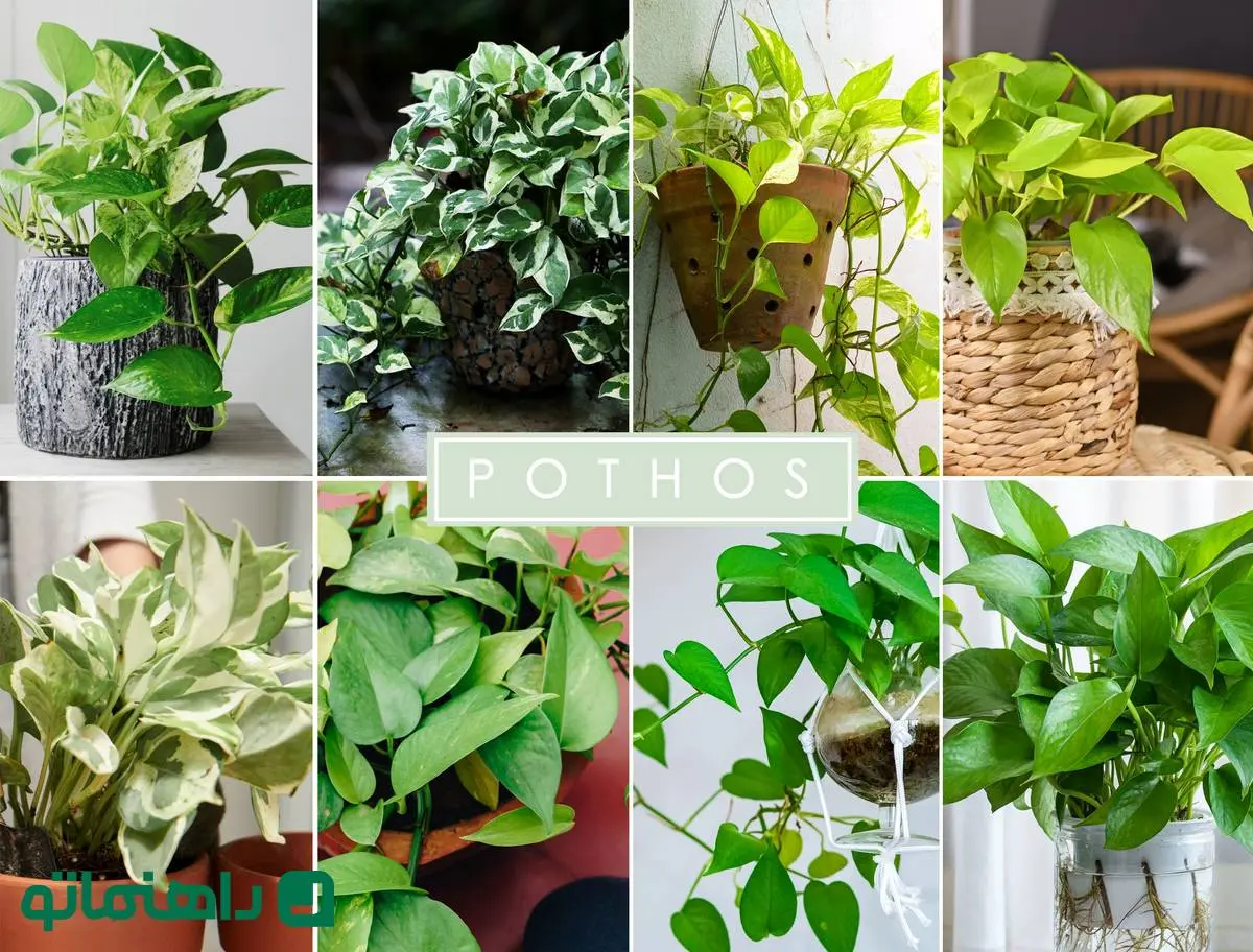 انواع پتوس‌ با مراقبت آسان : از پتوس مرمری تا پتوس ارتشی