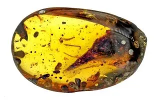 کوچکترین دایناسور جهان در یک کهربای ۹۹ میلیون ساله پیدا شد