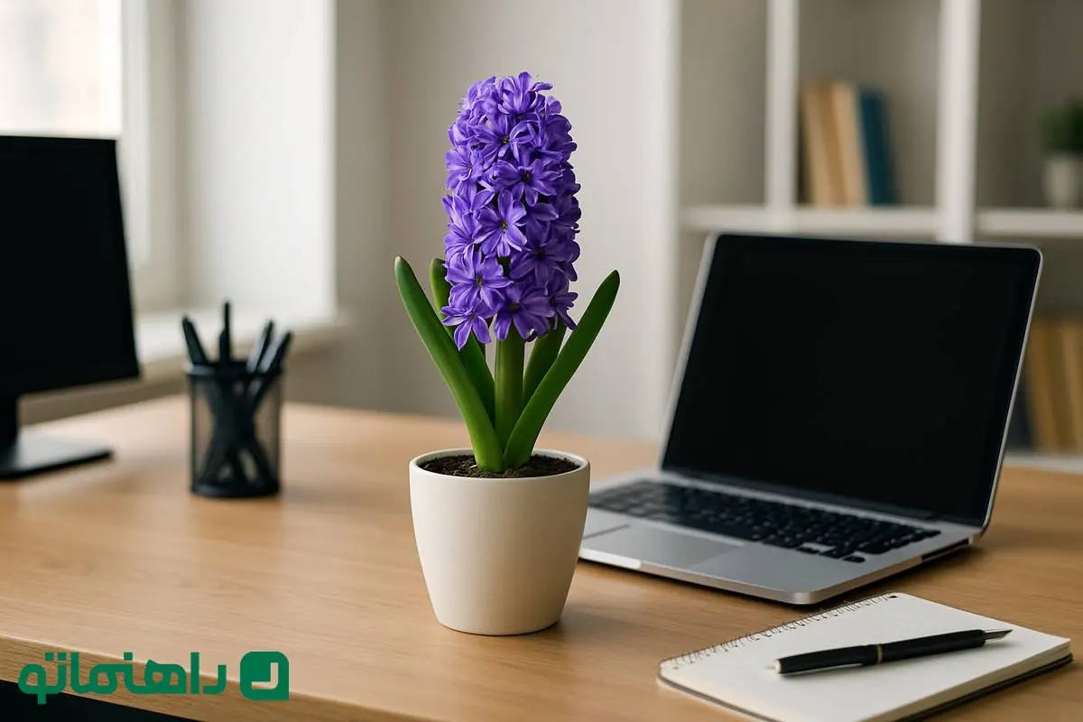 گل‌های بهاری ۱۴۰۴: سنبل، شور و انرژی را به اتاق کارت می‌آورد