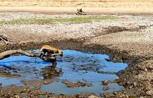 (ویدئو) پلنگ گرسنه برای گرفتن ماهی در آب گل آلود شیرجه زد