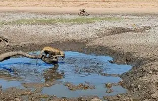 (ویدئو) پلنگ گرسنه برای گرفتن ماهی در آب گل آلود شیرجه زد