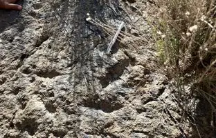 کشف ردپای دایناسور در زرند