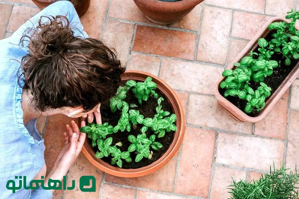 راهنمای کامل نگهداری از ریحان در گلدان برای زمستان + فواید ریحان