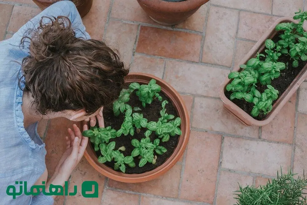 راهنمای کامل نگهداری از ریحان در گلدان برای زمستان + فواید ریحان