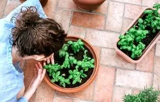 راهنمای کامل نگهداری از ریحان در گلدان برای زمستان + فواید ریحان