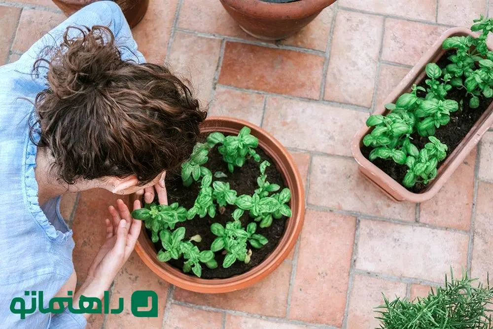 راهنمای کامل نگهداری از ریحان در گلدان برای زمستان + فواید ریحان