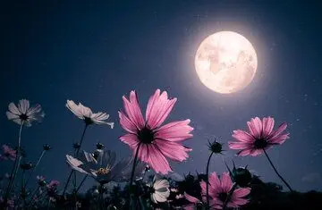 طلوع ماه صورتی در آسمان شب