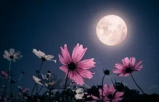 طلوع ماه صورتی در آسمان شب