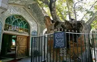 پیرترین موجود زنده تهران را بشناسید