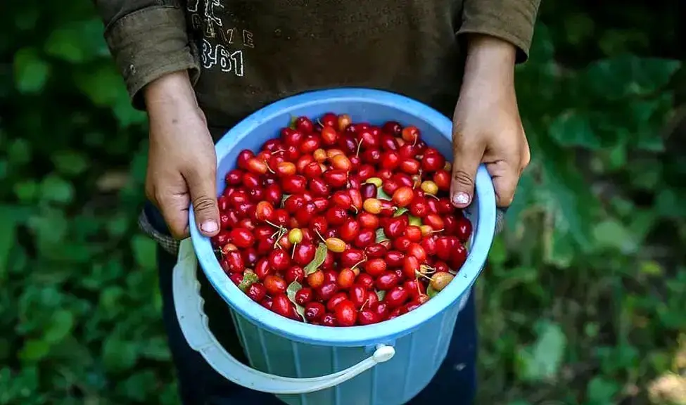 فواید و مضرات زغال اخته (15 فایده + 5ضرر)