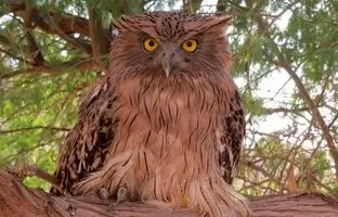 دیده شدن جغد ماهیخوار در این شهر همه را حیرت زده کرد + ویدئو