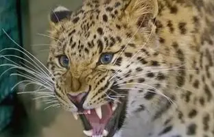 حمله پلنگ‌ها به خانه‌ها در مازندرانی/ این حیوان گرسنه است!