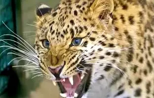 حمله پلنگ‌ها به خانه‌ها در مازندرانی/ این حیوان گرسنه است!
