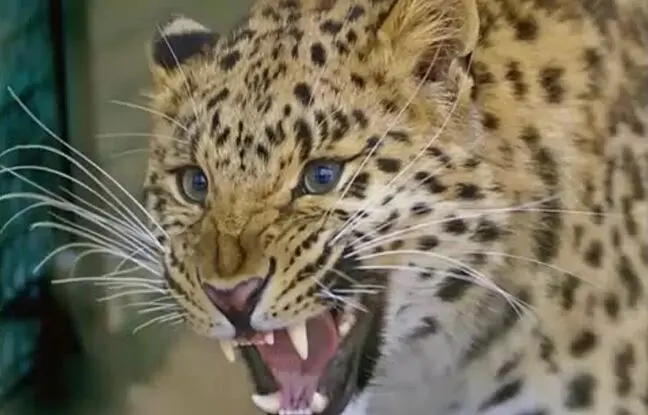 حمله پلنگ‌ها به خانه‌ها در مازندرانی/ این حیوان گرسنه است!