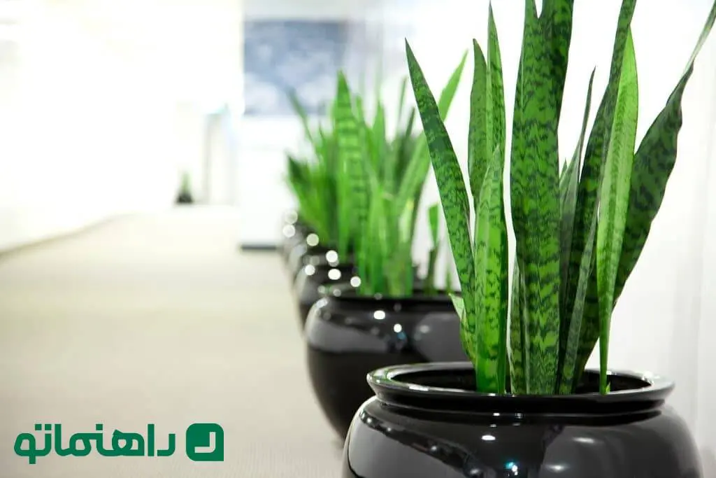 ۱۰ نکته کاربردی برای افرادی که عاشق گیاه آپارتمانی سانسوریا هستند