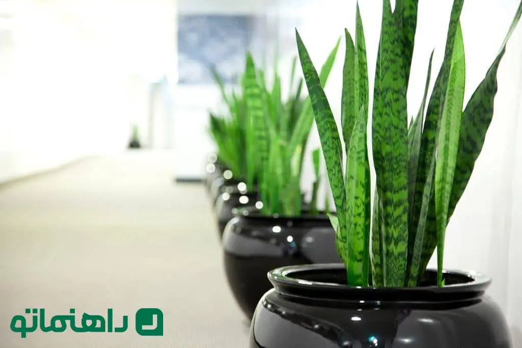 ۱۰ نکته کاربردی برای افرادی که عاشق گیاه آپارتمانی سانسوریا هستند