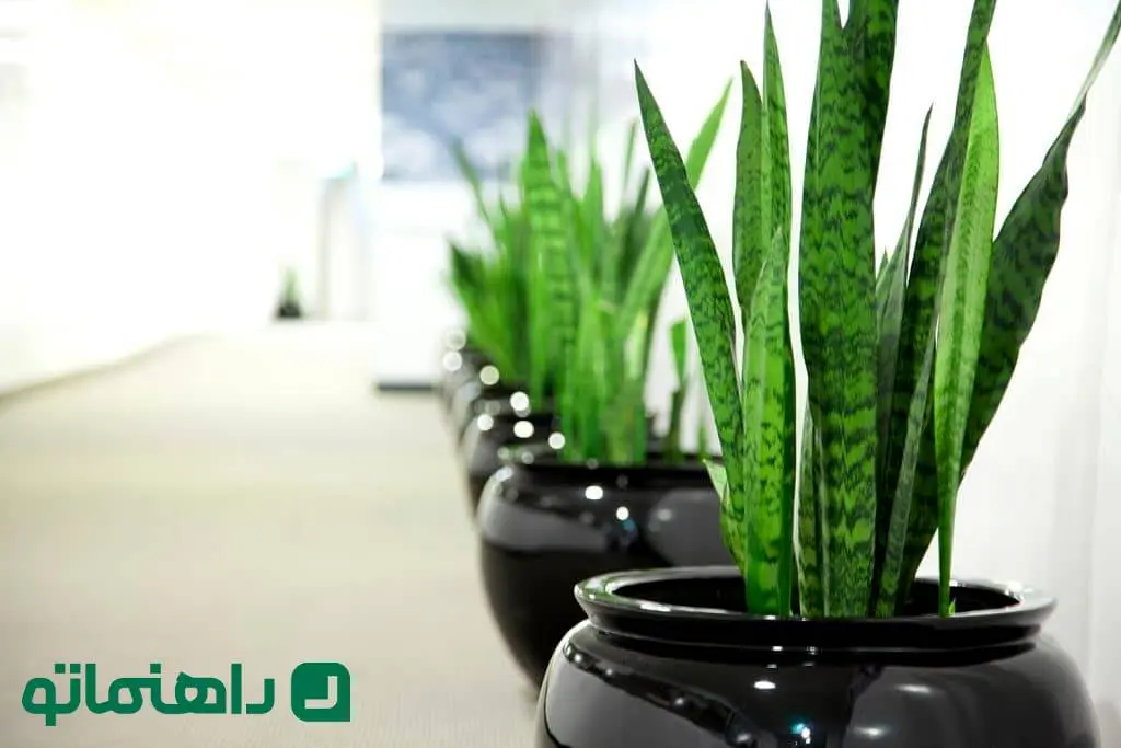 ۱۰ نکته کاربردی برای افرادی که عاشق گیاه آپارتمانی سانسوریا هستند