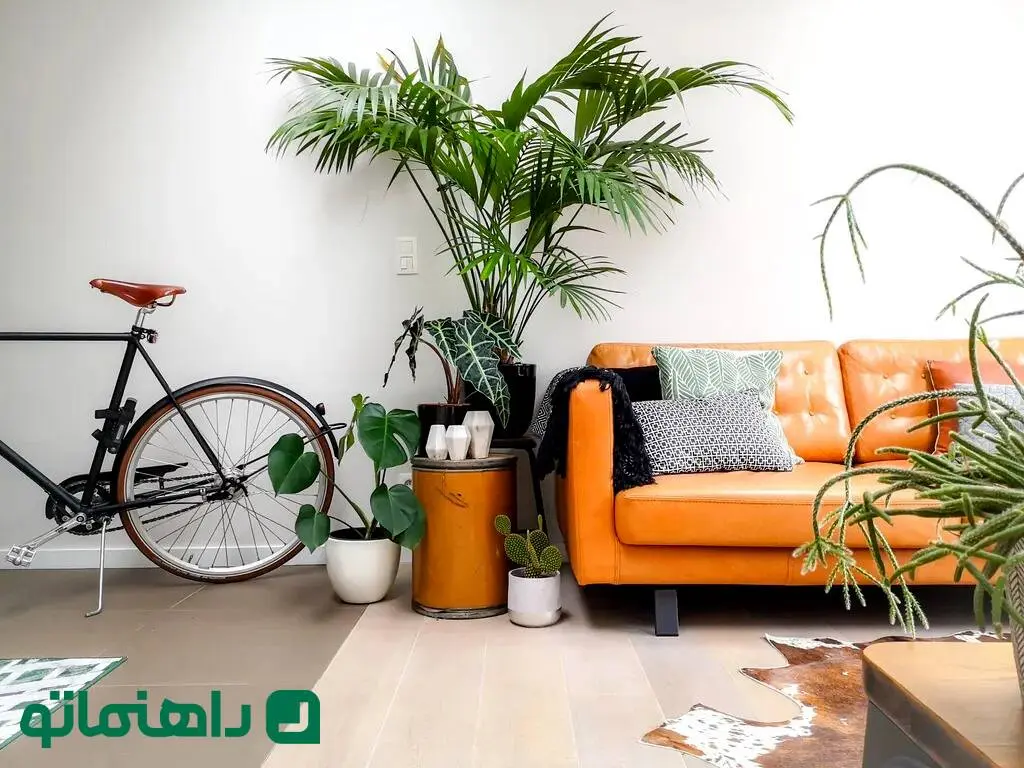 گیاهان آپارتمانی که از نظر فنگ شویی انرژی مثبت را به خانه جذب می کنند