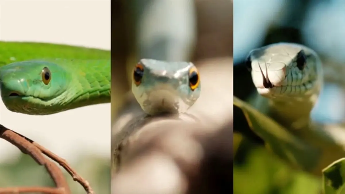 (ویدئو) توانایی عجیب یک مار در بلعیدن طعمه 