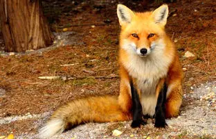 چرا به تازگی انقدر روباه در تهران دیده می شود؟ +ویدئو