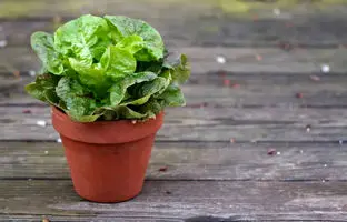 آموزش گام به گام کاشت کاهو در گلدان