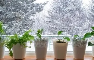 ۷ راهکار هوشمندانه برای گرم نگه داشتن گیاهان آپارتمانی در زمستان