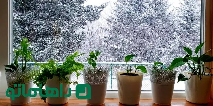 ۷ راهکار هوشمندانه برای گرم نگه داشتن گیاهان آپارتمانی در زمستان