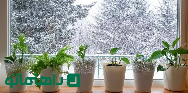 ۷ راهکار هوشمندانه برای گرم نگه داشتن گیاهان آپارتمانی در زمستان