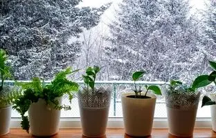 ۷ راهکار هوشمندانه برای گرم نگه داشتن گیاهان آپارتمانی در زمستان