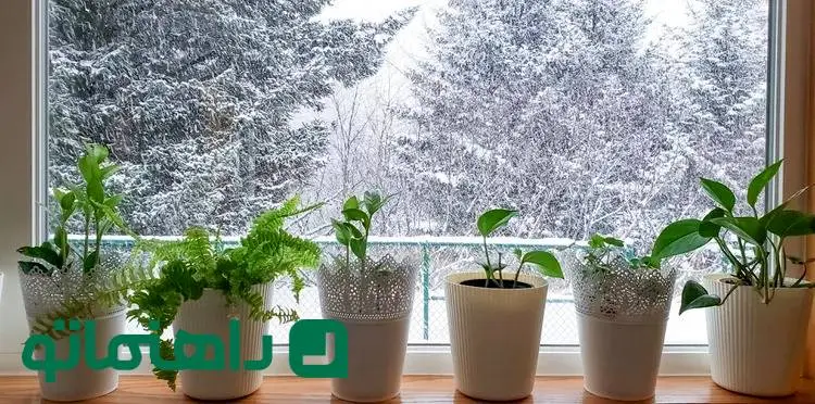 ۷ راهکار هوشمندانه برای گرم نگه داشتن گیاهان آپارتمانی در زمستان
