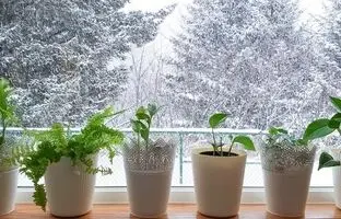 ۷ راهکار هوشمندانه برای گرم نگه داشتن گیاهان آپارتمانی در زمستان