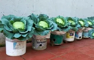  یک ترفند شگفت انگیز برای پرورش کلم در سطل و کیسه در منزل + ویدئو
