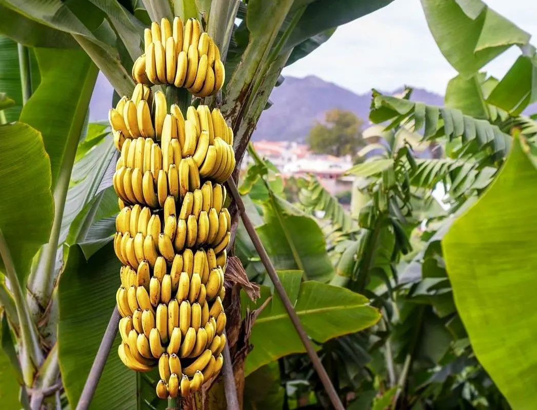 «آخرالزمان موز» چیست و چطور باید جلوی آن را گرفت؟