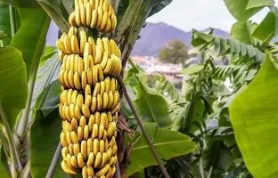 «آخرالزمان موز» چیست و چطور باید جلوی آن را گرفت؟
