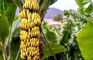 «آخرالزمان موز» چیست و چطور باید جلوی آن را گرفت؟