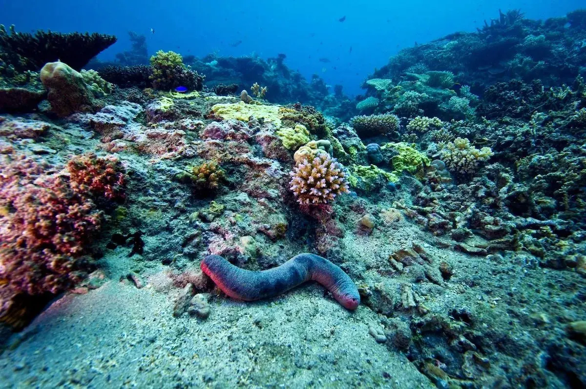 پژوهش جدید: انسان هنوز ۹۹.۹۹۹ درصد از کف اقیانوس‌ها را ندیده‌ است