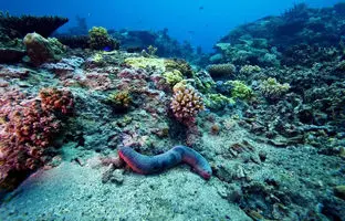 پژوهش جدید: انسان هنوز ۹۹.۹۹۹ درصد از کف اقیانوس‌ها را ندیده‌ است