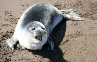  علت مرگ ۱۸ قلاده فوک خزری چه بود؟ 