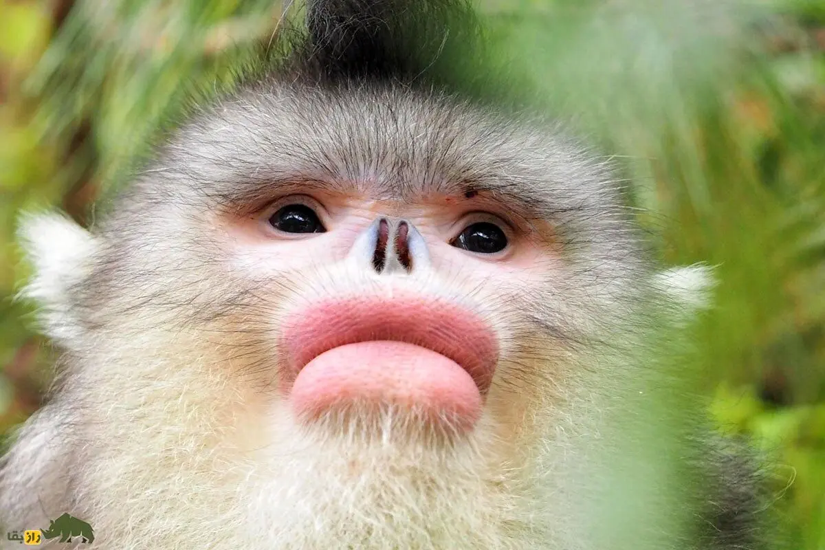 نایاب‌ترین میمون جهان که انگار جراحی زیبایی کرده است! 