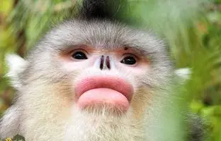 نایاب‌ترین میمون جهان که انگار جراحی زیبایی کرده است! 