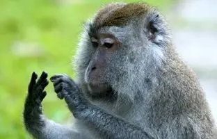  آیا حیوانات می‌توانند «بشمارند»؟ 