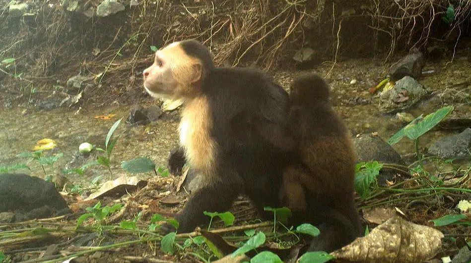  رمزگشایی از رفتار مرموز میمون‌های کاپوچین + ویدئو