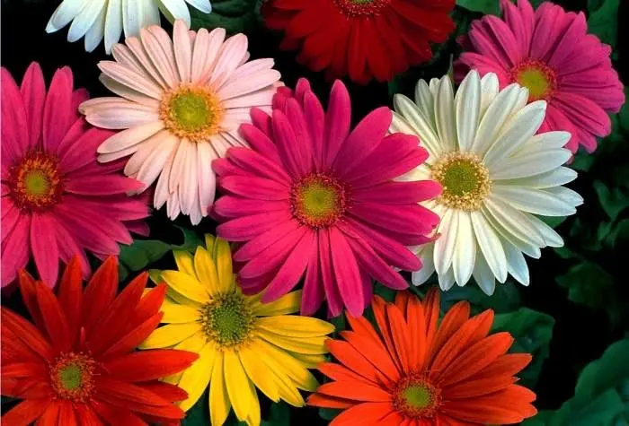 آموزش کامل نگهداری و پرورش گل ژربرا + آفات و مشکلات گیاه