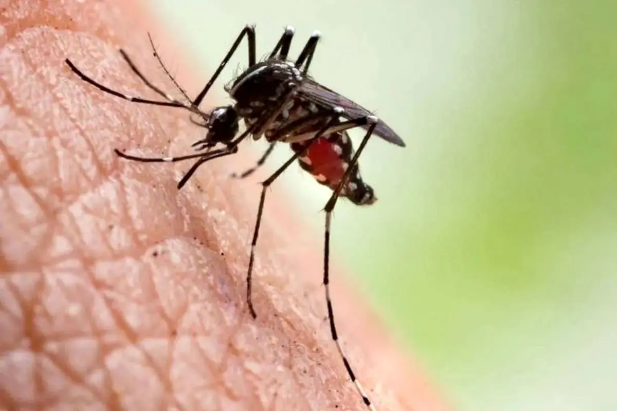  مالاریا تا چه مدت می‌تواند در بدن باقی بماند؟ 