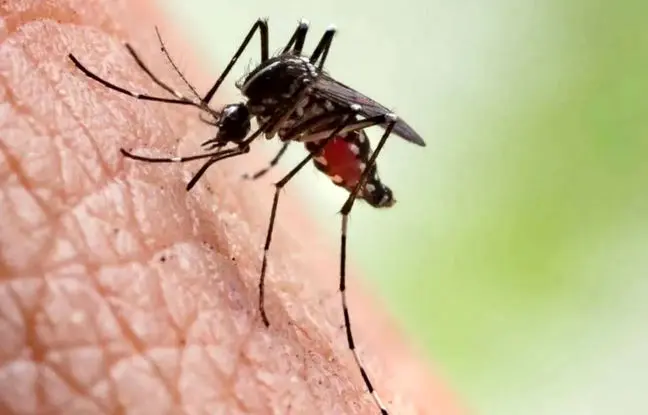  مالاریا تا چه مدت می‌تواند در بدن باقی بماند؟ 