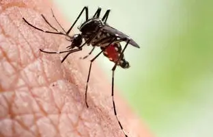  مالاریا تا چه مدت می‌تواند در بدن باقی بماند؟ 